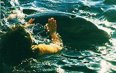 dolphin